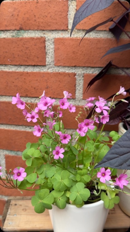 Rosa vårblommor framför tegelväggen