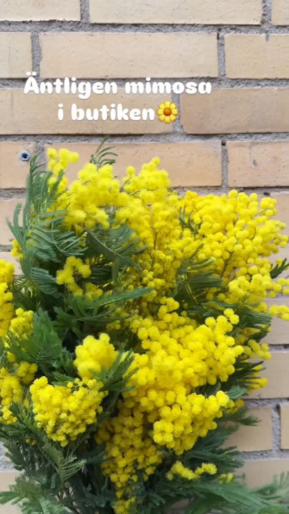 Knallgul mimosa i närbild
